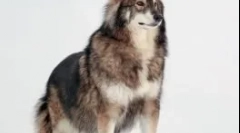 Nové plemená psov: whiff fashion alebo vedecký experiment?